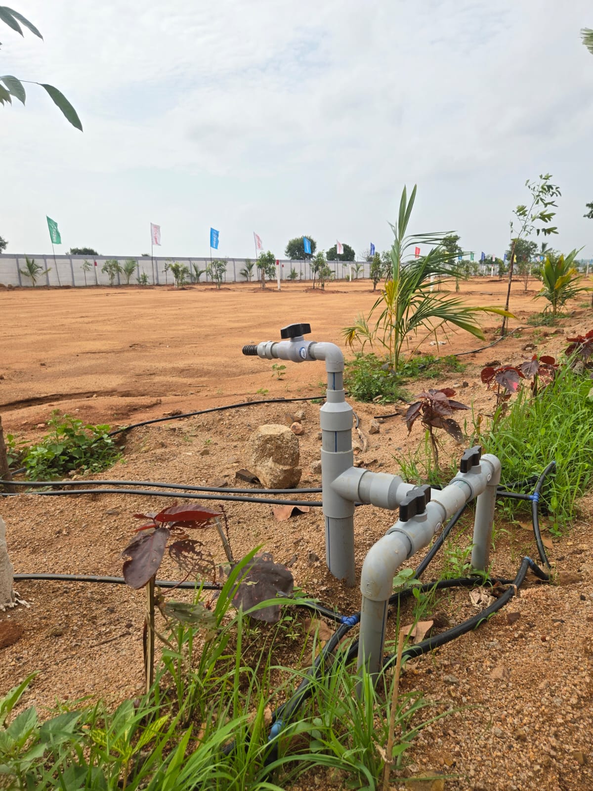 Lush Green Plot Demarcations